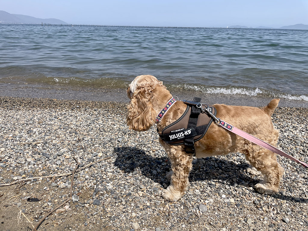 琵琶湖を眺める犬