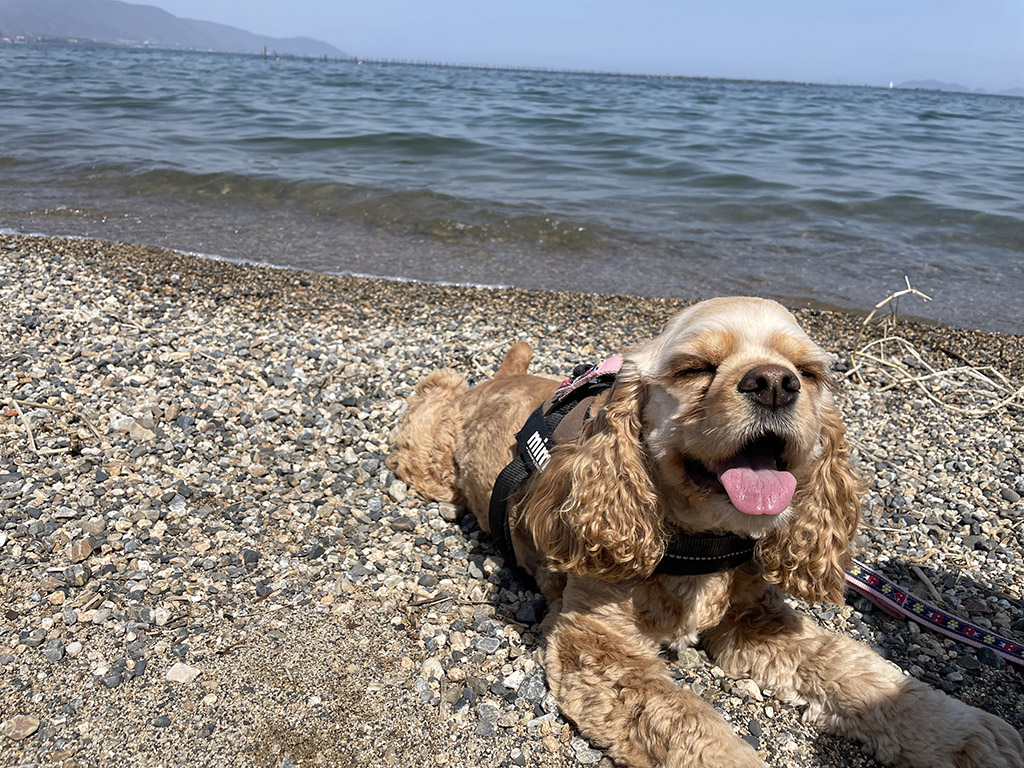 琵琶湖と犬